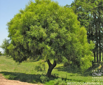 Laurel de río (Nectandra angustifolia)