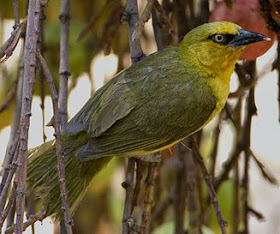 Spectacled Weaver