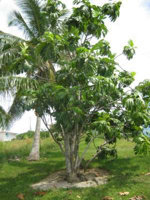 the Breadfruit tree.