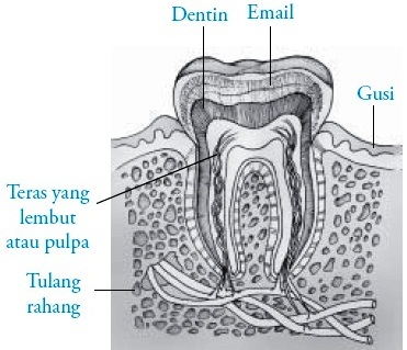 Struktur dan Fungsi Gigi  pada Manusia