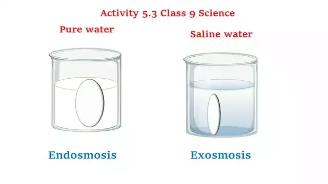 Activity 5.3 Class 9 Science Chapter 5 The Fundamental Unit of Life