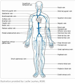 arteries of heart diagram. Function insert arrows tothis pictures shows how the arteries run along these Periphery back to bloodsimple diagram chambers and the unlabeled copies of