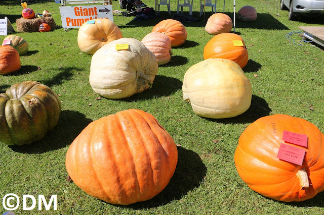 Photo du concours de citrouilles Kumeu Show 2018 Auckland Nouvelle-Zélande