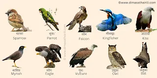 20 पक्षिनाम संस्कृते , birds name in sanskrit pictures