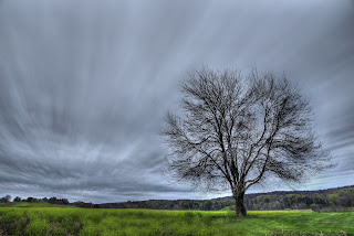 Evening Meadow