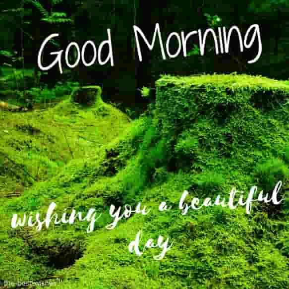 good morning with forest moss nature lush green