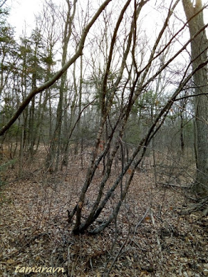 Клён ложнозибольдов (Acer pseudosieboldianum)