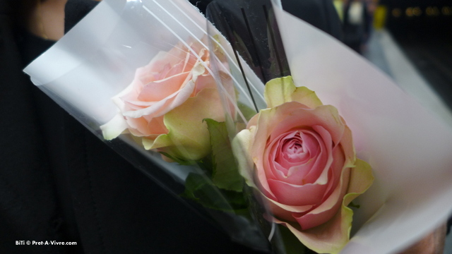 Pink Roses Photo