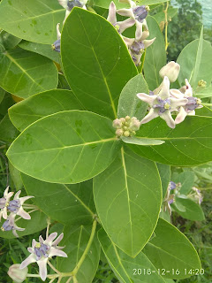 Bentuk daun pohon Widuri