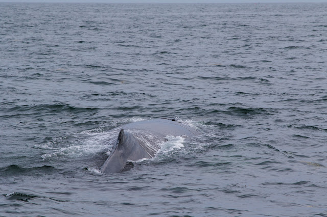 Gloucester-Whale watching