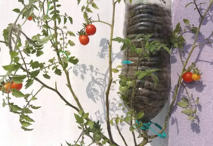 Farming, Agriculture, Cultivation, Tomatoes, Plant, Kitchen, Plastic Bottles, Crop, How to Grow Tomatoes Upside Down in Plastic Bottles.