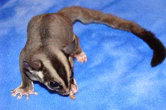 Rafsanzanie Akbar Jenis jenis Warna Sugar Glider