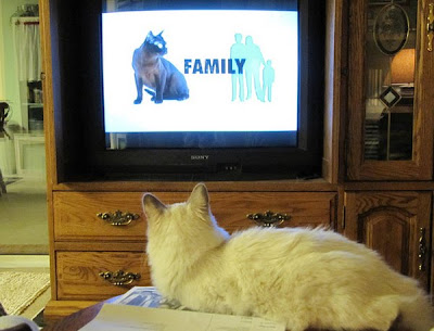 Cat Watching Cat On TV Seen On www.coolpicturegallery.us