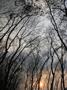 Sunset through rubber tree silouhettes Matugama Kalutara Sri Lanka
