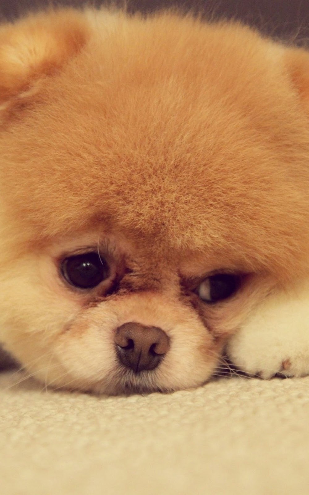 Anjing Lucu Imut Android Wallpaper Binatang
