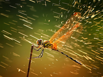 Ganadores del concurso de National Geographic 2011