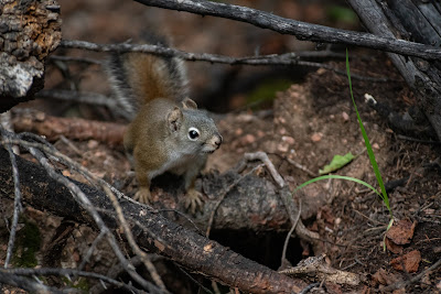 Fremont's Squirrel, Mueller State Park