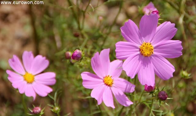 Flores cosmos de color rosa