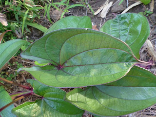 Dioscorea alata - Igname ailée - Grande igname