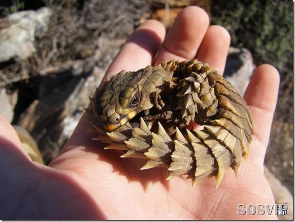 Animais estranhos criaturas awful-creatures.jpg (3)