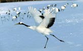 Aves exóticas y fantásticas en el paraíso