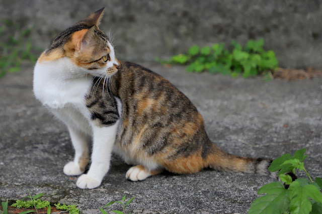 新北景點 猴硐貓村