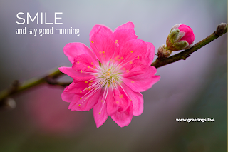 Smile and say good morning beautiful pink flower background image