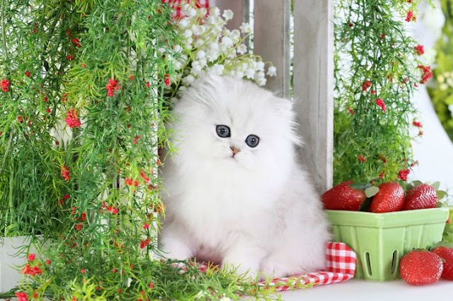 Persian cat