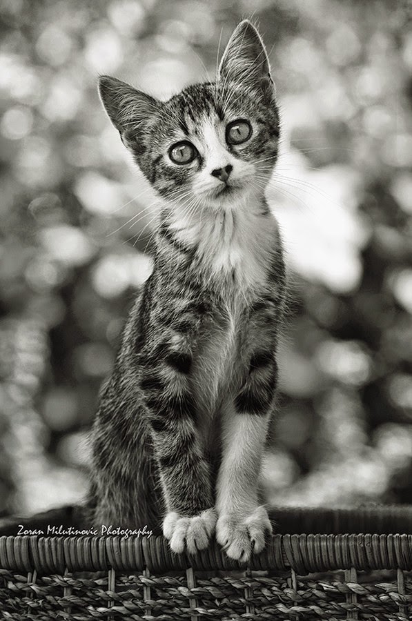 Kucing Lucu & Imut (Anggora, Persia, Maine Coon)