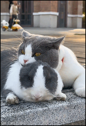 Cute cat GIF • Kitty and rabbit, sibling from different Mom and Dad. Amazing, same fur colors [ok-cats.com]
