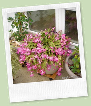XmasCactusBloomNov2009
