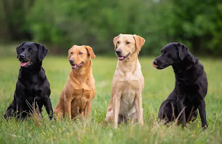 Labrador Retriever