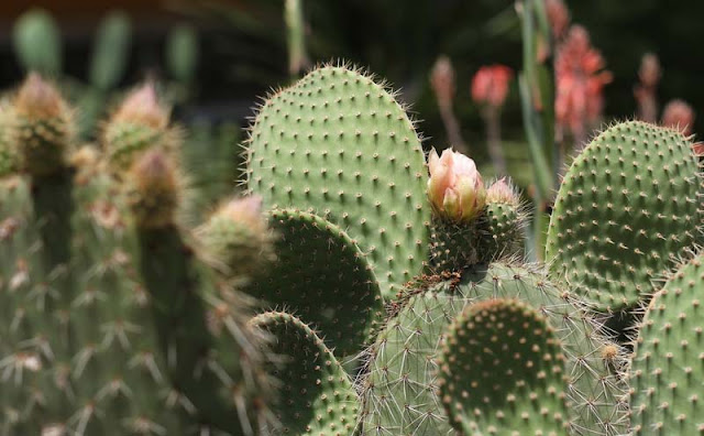 Cactus Flowers Pictures