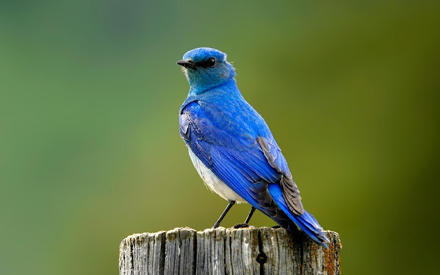 Cute Blue Bird Wallpaper