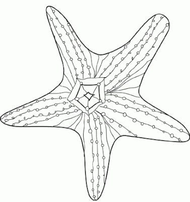 Desenhos de Estrela do mar para colorir