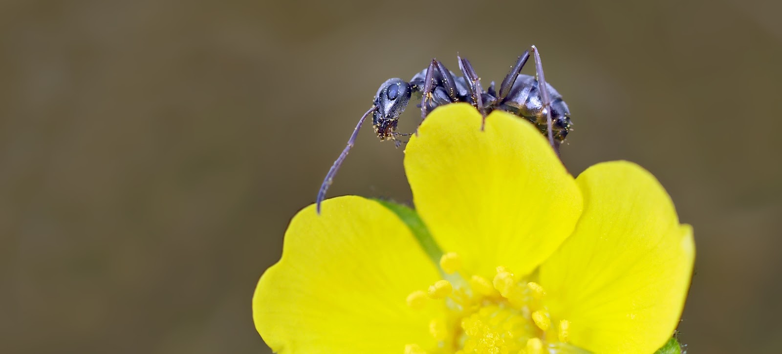 春の黄色い花弁の上の一匹の黒い蟻