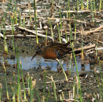 Virginia Rail