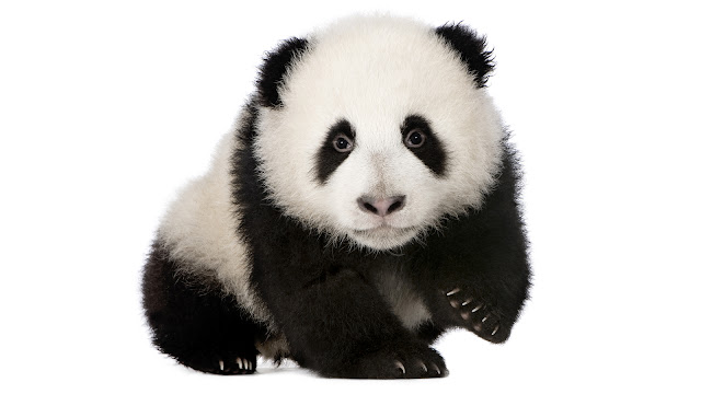 Giant panda