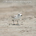 Snowy Plover, 58/150