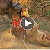 Epic Lion/Buffalo battle at Mwamba Bush Camp Photographic Hide