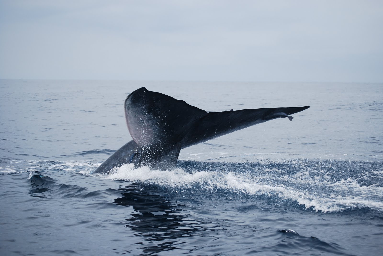 blue whale fluke