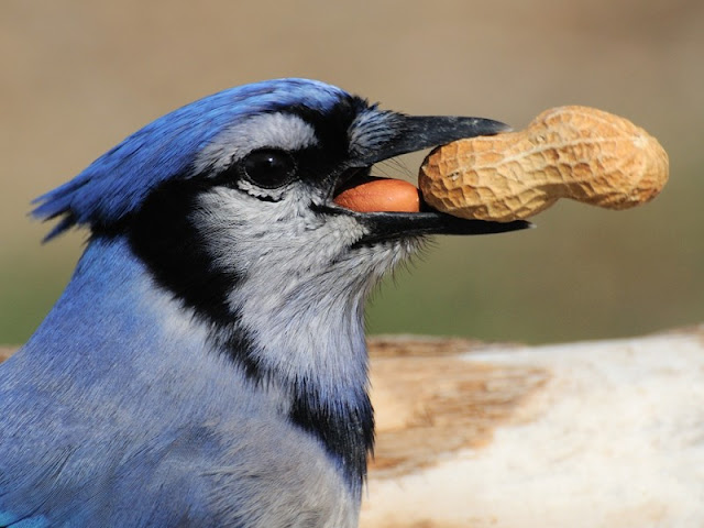 Blue Jay Bird Habitat