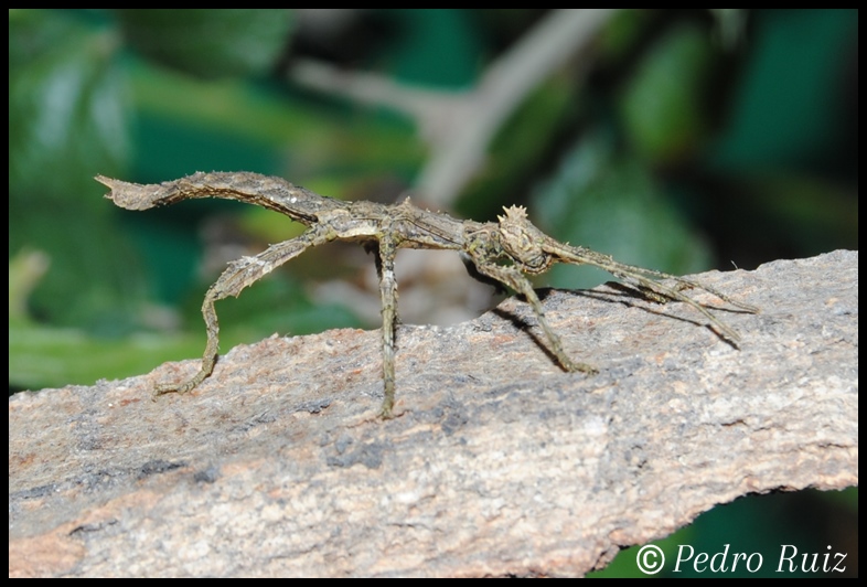 Ninfa hembra L1 de Haaniella gintingi "Sibayak", 2,5 cm de longitud