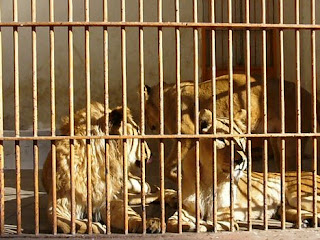 Pictures of Zoo Animals in Cages - Animal Wallpapers