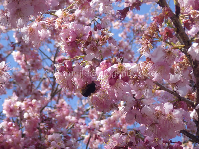 Wuling Farm cherry blossoms