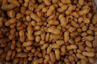 close-up photo of peanuts in shells 