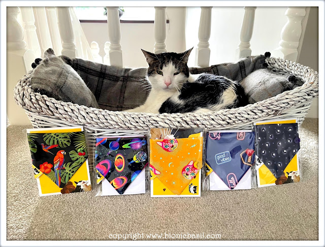 The BBHQ Midweek News Round-Up ©BionicBasil® Melvyn is Stumped,A New Bandana Selection, Which One Should He Wear Furst