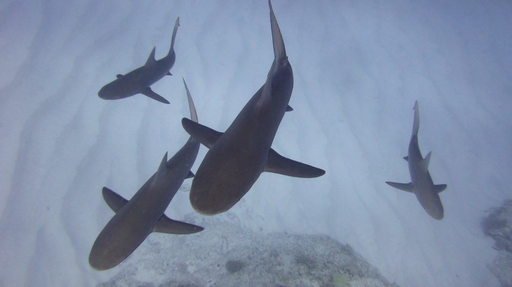 food chain coral reef. food chain and control