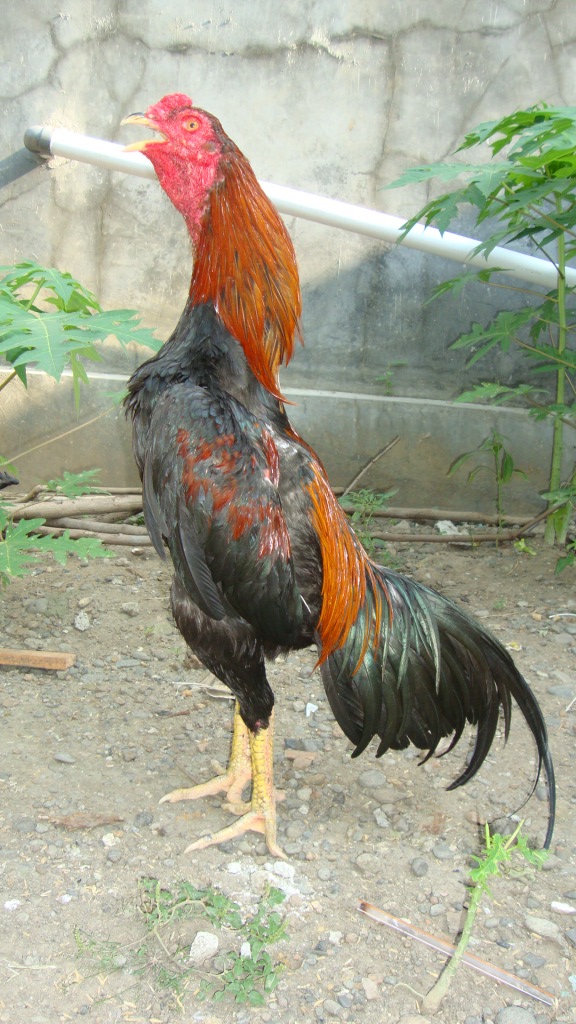  AYAM  SUPER  HERO AYAM  BANGKOK  JUARA