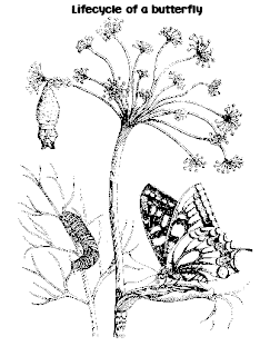 butterfly coloring pages,caterpillar butterfly coloring pages